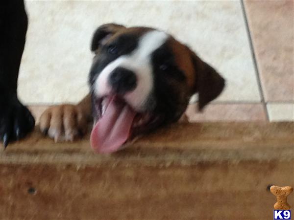 Puppies in IL
